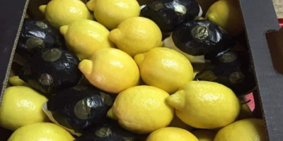 Firma eksportuje cytryny i owoce cytrusowe z Turcji. Zapewniamy