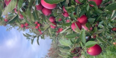 Sprzedam świeżo zebrany Braeburn. Kalibracja wielkości zmiennej dalej na