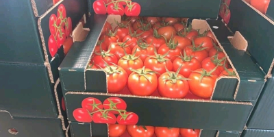 hurtownia Pomidorów z Turcji. Minimalne zamówienie to 20 ton,