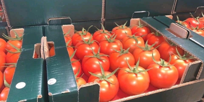 hurtownia Pomidorów z Turcji. Minimalne zamówienie to 20 ton,