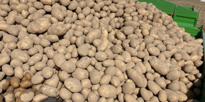 for sale red and yellow potatoes in large quantities,