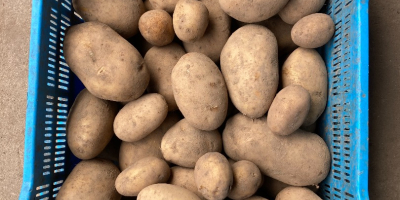 for sale red and yellow potatoes in large quantities,