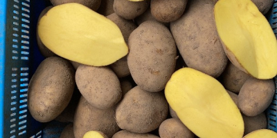 for sale red and yellow potatoes in large quantities,