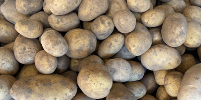 for sale red and yellow potatoes in large quantities,