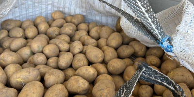 Oferujemy ziemniaki kalibru 45+ w big-bagach z atestami fitosanitarnymi.