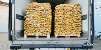 Oferujemy ziemniaki kalibru 45+ w big-bagach z atestami fitosanitarnymi.