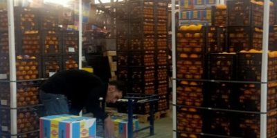 Basra orange Sezon od grudnia do lutego Rozmiary 32,36,42,48,56,72,80