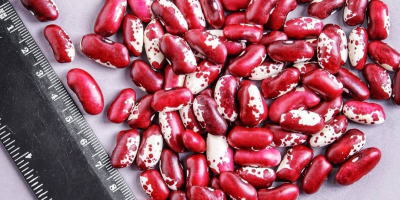 Firma handlowa „Kirgy_beans” z powodzeniem zajmuje się eksportem produktów