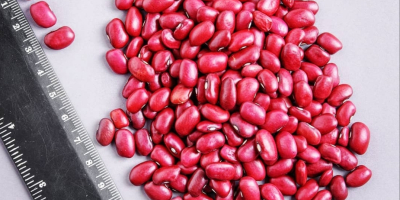 Firma handlowa „Kirgy_beans” z powodzeniem zajmuje się eksportem produktów