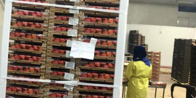 Wysokiej jakości naturalne truskawki, wysyłane na cały świat i