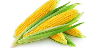 Sprzedam duże ilości kukurydzy suchej Po więcej informacji zapraszam