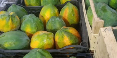 Pyszne, najwyższej jakości czerwone papaje. gdy zmieni kolor na