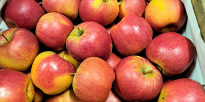 Witam 
Sprzedam jabłko deserowe odmiany Szampion Pric Eliza w cenie 1.6zł/kg.
 Szara Renata w cenie 2 zł/kg
Opaoowanie do uzgodnienia.
