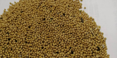 LLC Smoleńsk Agro Export eksportuje nasiona gorczycy białej, żółtej