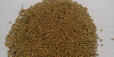 LLC Smoleńsk Agro Export eksportuje nasiona gorczycy białej, żółtej