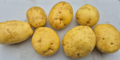 for sale red , yellow potato . sack 15