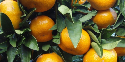 Od listopada do lutego słynne sady mandarynkowe w Bodrum