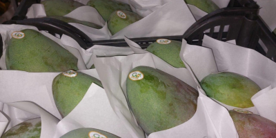 Wysokiej jakości egipskie mango. Bezpośrednio od producenta. Minimalne zamówienie
