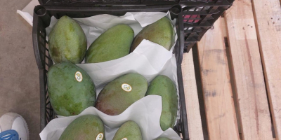 Wysokiej jakości egipskie mango. Bezpośrednio od producenta. Minimalne zamówienie