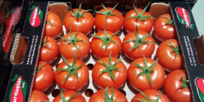 Witaj Nasz region Kumluca to region pomidorów, więc specjalizujemy