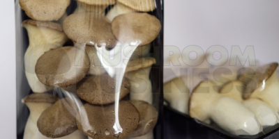 Produkujemy świeże grzyby King oyster mushrooms (Eryngi, Boczniak mikołajkowy).