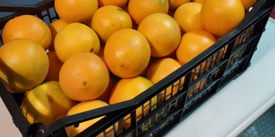 Sprzedam hiszpańskie pomarańcze nevelina bardzo słodkie,bezpestkowe kaliber 3,4 ,mogę
