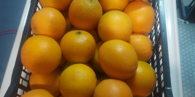 Sprzedam Hiszpańską pomarańcze neveline,bardzo słodka bez pestki kaliber 3,4