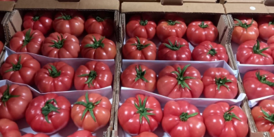 Sprzedam pomidory, kraj pochodzenia Turcja. Zapraszam do współpracy.