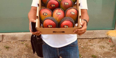Mango Kent bezpośrednio od producentów w północnym Peru. (Tambogrande,
