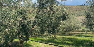 WYSOKIEJ JAKOŚCI OLIWA Z OLIWEK. Z własnego lasu oliwnego