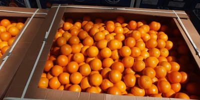 Wysokiej jakości egipska pomarańcza. Bezpośrednio od producenta. Minimalne zamówienie