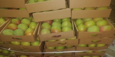 Niektóre z kenijskich odmian mango, które eksportujemy, to: Apple