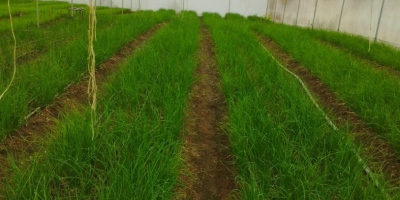 Chive plants produce long, thin, tender green leaves that