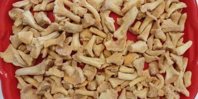 Oferujemy wysokiej jakości mrożone kurki o kalibrze 20–40 mm.