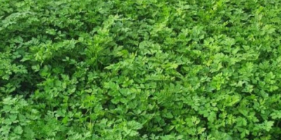 Zielona pietruszka, talia i duże liście. duża ilość Producent