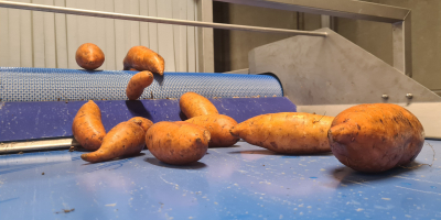 Słodkie ziemniaki z holenderskim znakiem jakości „planet-proof”. Obecnie oferujemy