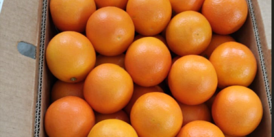 Wysokiej jakości egipska pomarańcza. Bezpośrednio od producenta. Minimalne zamówienie