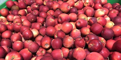 I WILL SELL LARGE QUANTITIES OF APPLES VARIETIES RED