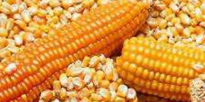 Żółta kukurydza Żółta kukurydza/kukurydza Specyfikacja: Nazwa towaru - Żółta