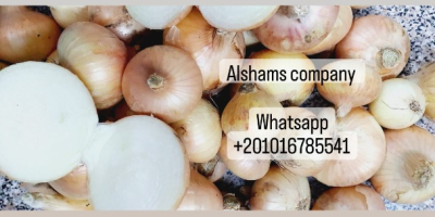 jesteśmy firmą alshams do eksportu wszystkich upraw rolnych z