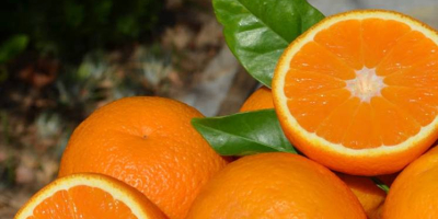 Ekologiczne Pomarańcze z Balearów bezpośrednio od rolnika. +34 625477188