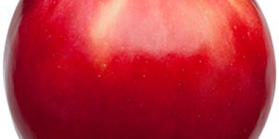 Świeże wyselekcjonowane prawdziwe jabłka wielu rodzajów i odmian Dodatkowe
