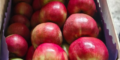 Oferujemy na sprzedaż jabłka Idared, Jonaprince, Golden, Gala, Red