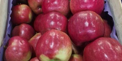 Oferujemy na sprzedaż jabłka Idared, Jonaprince, Golden, Gala, Red