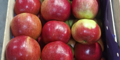 Oferujemy na sprzedaż jabłka Idared, Jonaprince, Golden, Gala, Red