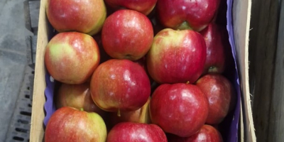 Oferujemy na sprzedaż jabłka Idared, Jonaprince, Golden, Gala, Red