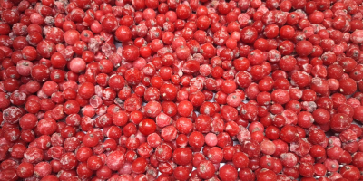 Oferujemy na sprzedaż porzeczki czerwone mrożone kl. 1 i