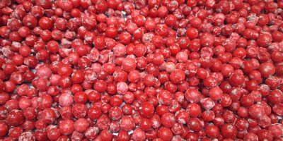 Oferujemy na sprzedaż porzeczki czerwone mrożone kl. 1 i