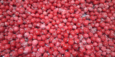 Oferujemy na sprzedaż porzeczki czerwone mrożone kl. 1 i