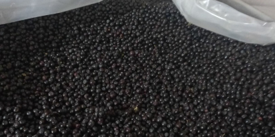 Białoruska organizacja oferuje dostawę: Mrożone nieobrane jagody. Żniwa 2022